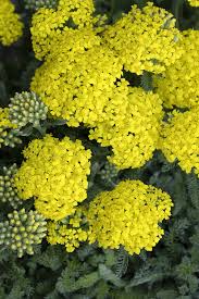Achillea millefolium Yellow - ахилея жълта (1598)